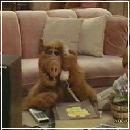 01(1) (704x576, 56 k�...)