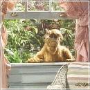 11(9) (352x288, 22 k�...)