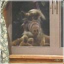 30(6) (352x288, 19 k�...)