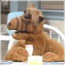 ALF023 (240x210, 9 k�...)