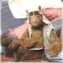 Alf015 (240x210, 10 k�...)