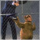 COLNL (390x600, 35 k�...)